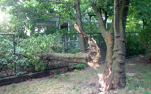 Baum und Zaun kaputt
