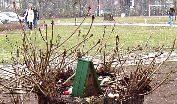 Kastanienstumpf auf dem Pausenhof