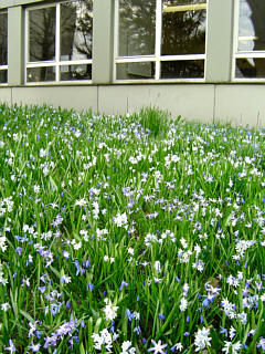 Blaues (Blumen-)Band vor dem Gartenhaus